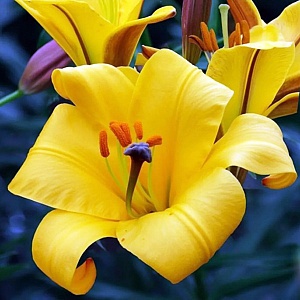 Лилия Йеллоу Планет 12/14 1шт (КолЛайн) 2шт/уп