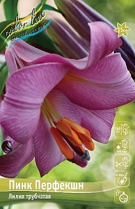 Лилия Пинк Перфекшн 12/14 1шт (КолЛайн) 2шт/уп