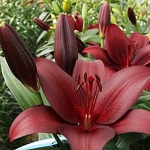 Лилия Мапьбек 12/14 1шт (КолЛайн) 2шт/уп