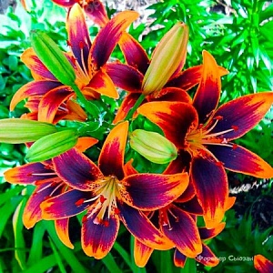 Лилия Фореве Сьюзан 12/14 1шт (Садовита) 5шт/уп