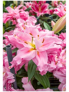 Лилия Юник 12/14 1шт (КолЛайн) 5шт/уп