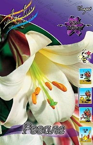 Лилия Регале 12/14 1шт (КолЛайн) 2шт/уп