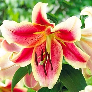 Лилия Холланд Бьюти 12/14 1шт (КолЛайн) 5шт/уп