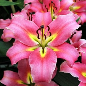 Лилия Авентино 12/14 1шт (КолЛайн) 5шт/уп