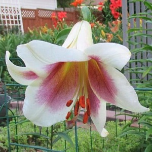 Лилия Пашшн Мун 1шт (КолЛайн)