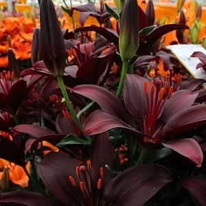 Лилия Дарк Секрет 12/14 1шт (КолЛайн) 2шт/уп