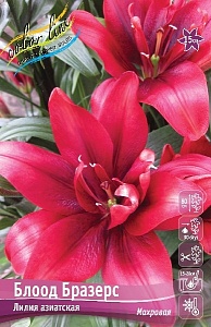 Лилия Блоод Бразерс 12/14 1шт (КолЛайн)