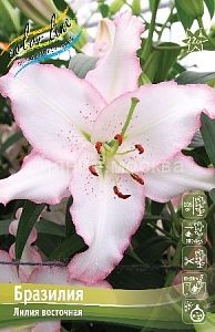 Лилия Бразилия 12/14 1шт (КолЛайн) 2шт/уп