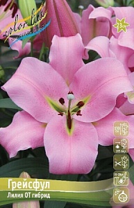 Лилия Грейсфул 12/14 1шт (КолЛайн) 5шт/уп