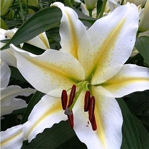 Лилия Бафферари 12/14 1шт (Садовита) 5шт/уп