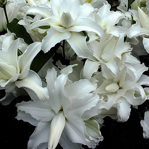 Лилия Май Веддинг 12/14 1шт (КолЛайн) 5шт/уп