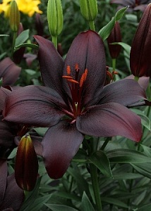 Лилия Блэк Шарм 10/12 1шт (КолЛайн) 5шт/уп