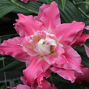 Лилия Дримлайн 16/18  1шт (КолЛайн) 2шт/уп