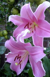 Лилия Дольчетто 12/14 1шт (КолЛайн) 5шт/уп ЛО гибрид