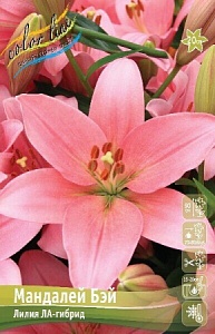 Лилия Мандалей Бэй 12/14 1шт (КолЛайн) 7шт/уп