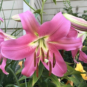 Лилия Флавия 12/14 1шт (КолЛайн) 5шт/уп