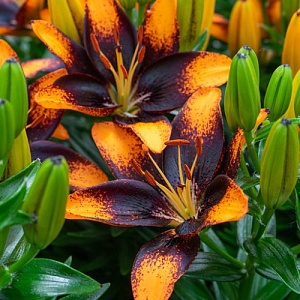 Лилия Тренди Лас Пампас 10/12 1шт (КолЛайн) 7шт/уп