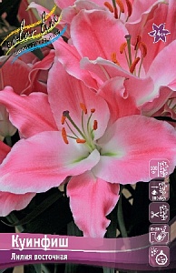 Лилия Куинфиш 12/14 1шт (КолЛайн) 5шт/уп
