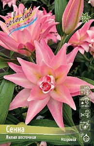 Лилия Сенна 12/14 1шт (КолЛайн) 