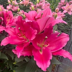 Лилия Либер Россо 1шт (КолЛайн) 2шт/уп