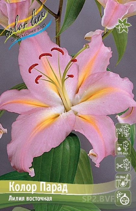 Лилия Колор Парад 12/14 1шт (КолЛайн) 5шт/уп