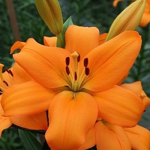 Лилия Равелло 12/14 1шт (КолЛайн) 7шт/уп