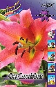 Лилия Он Стейдж 12/14 1шт (КолЛайн) 2шт/уп