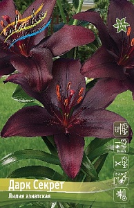 Лилия Дарк Секрет 12/14 1шт (КолЛайн) 5шт/уп