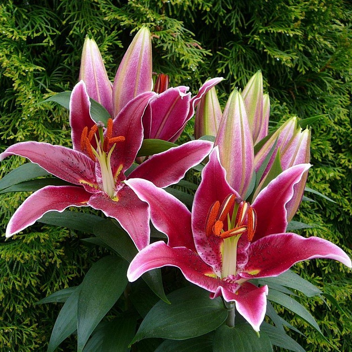 Лилия Магни Корз 12/14 1шт (КолЛайн) 3шт/уп