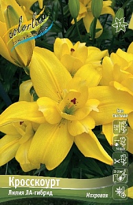 Лилия Кросскоурт 16/18 1шт (КолЛайн) 3шт/уп
