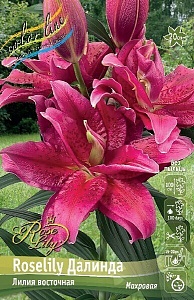 Лилия Roselily&Далинда 12/14 1шт (КолЛайн) 5шт/уп