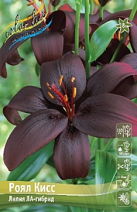 Лилия Роял Кисс 12/14 1шт (КолЛайн) 2шт/уп