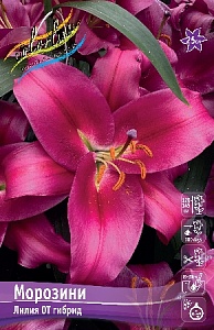 Лилия Морозини 14/16 1шт (КолЛайн) 5шт/уп