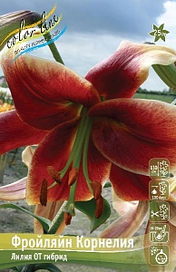 Лилия Фройлян Корнелия 12/14 1шт (КолЛайн) 5шт/уп