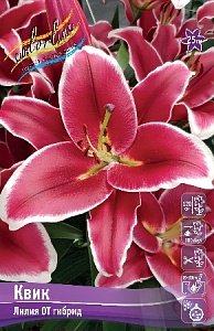 Лилия Квик 12/14 1шт (КолЛайн) 5шт/уп