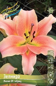 Лилия Зелмира 12/14 1шт (КолЛайн) 5шт/уп