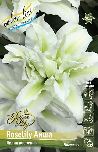 Лилия Roselily&Аиша 12/14 1шт (КолЛайн)