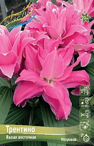 Лилия Трентино 14/16 1шт (КолЛайн) 2шт/уп