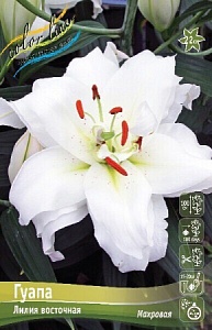Лилия Гуапа 12/14 1шт (КолЛайн) 5шт/уп