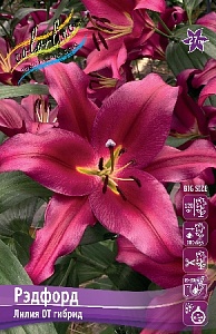 Лилия Рэфорд 14/16 1шт (КолЛайн) 5шт/уп