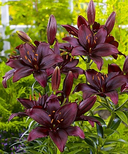 Лилия Мапира 12/14 1шт (КолЛайн) 5шт/уп