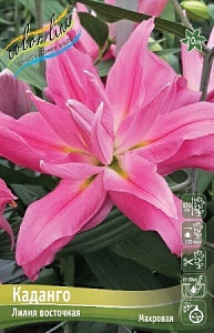Лилия Каданго 12/14 1шт (КолЛайн) 5шт/уп