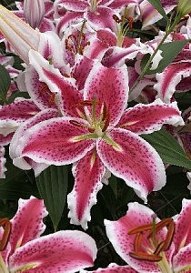 Лилия Стардансер 12/14 1шт (КолЛайн) 5шт/уп