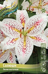 Лилия Солюшн 12/14 1шт (КолЛайн) 5шт/уп