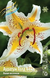 Лилия Аур.Голд Бенд 12/14 1шт (КолЛайн) 