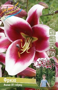 Лилия Фризо 12/14 1шт (КолЛайн) 5шт/уп