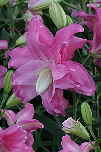 Лилия Лотус Джой 12/14 1шт (КолЛайн)