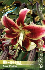 Лилия Шехерезада 12/14 1шт (КолЛайн) 5шт/уп