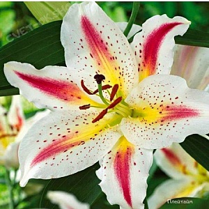 Лилия Плейтайм 12/14 1шт (КолЛайн) 2шт/уп