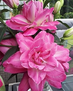 Лилия Визион 16/18 1шт (КолЛайн) 3шт/уп